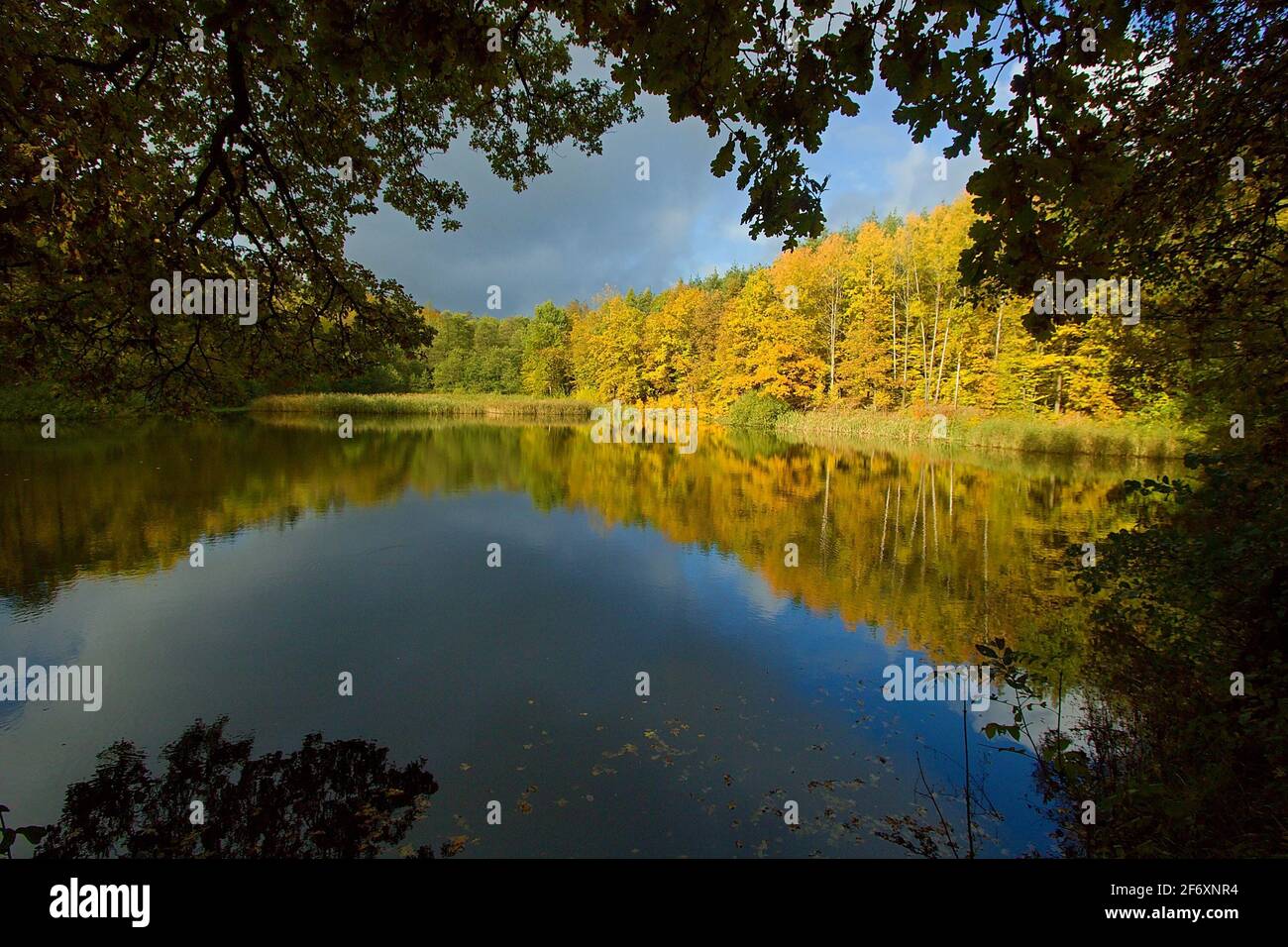 Waldsee im farbenfrohen Herbst im Nationalpark Podyji, Tschechische Republik Stockfoto