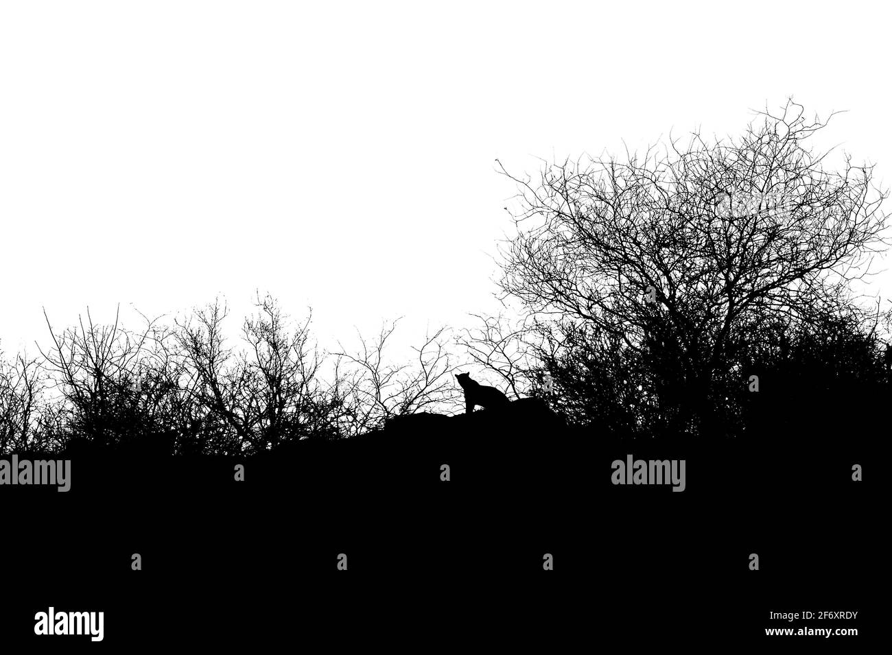 Schwarz-weißes Bild eines indischen wilden Leoparden oder Panthers Stehen auf einem großen Felsen auf einem Hügel im ranthambore Nationalpark Oder Tiger Reserve indien - panthera pa Stockfoto