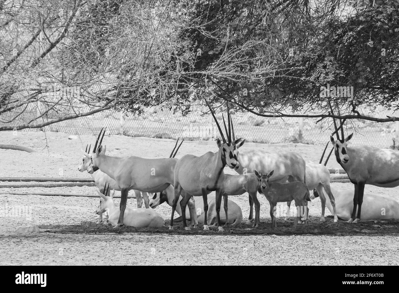 arabische Oryx-Antilope Stockfoto