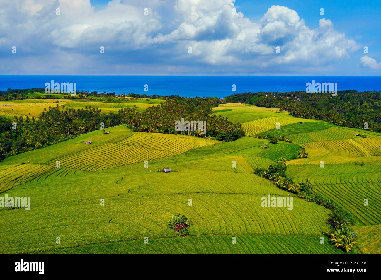 Luftaufnahme von tropischen Reisfeldern in ländlicher Küstenlandschaft, Mandalika, Lombok, West Nusa Tenggara, Indonesien Stockfoto