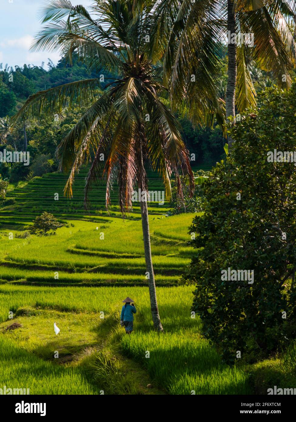 Rückansicht eines Bauern in einem tropischen Reisfeld, Mandalika, Lombok, West Nusa Tenggara, Indonesien Stockfoto