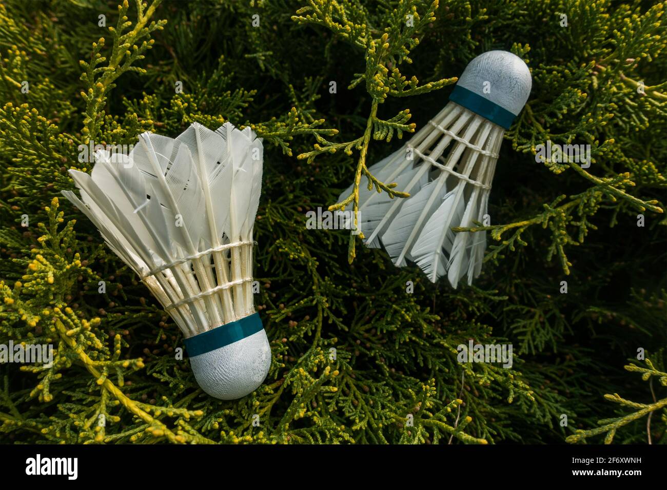Badminton-Federbälle auf dem Gras Stockfoto