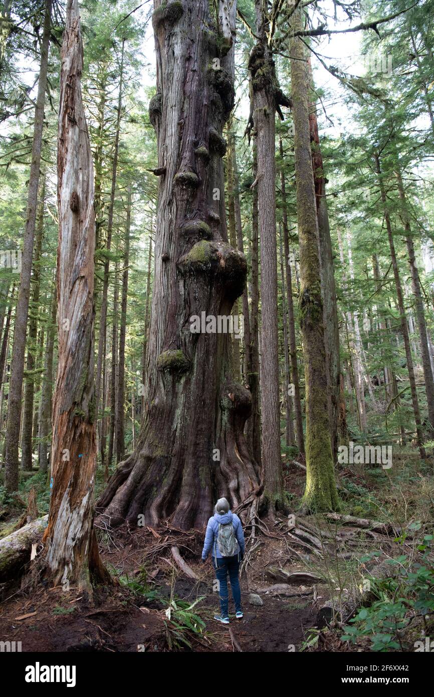 Rückansicht einer Frau, die im Wald steht und einen hohen Baum anschaut, Avatar Grove, Vancouver Island, British Columbia, Kanada Stockfoto