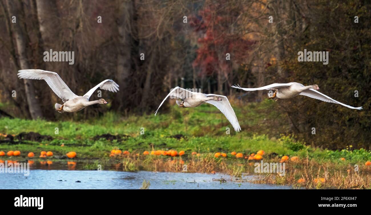 Drei Trompeter-Schwäne fliegen über ein Kürbisfeld und einen Fluss, Kanada Stockfoto