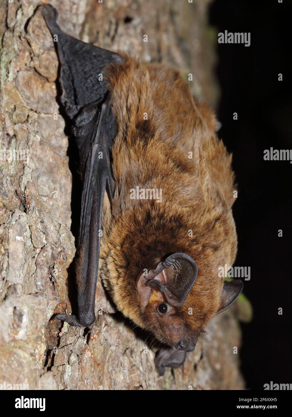 Der kleinere Abendsegler, Leislers Fledermaus oder die irische Fledermaus (Nyctalus leisleri) auf einem Baumstamm Stockfoto