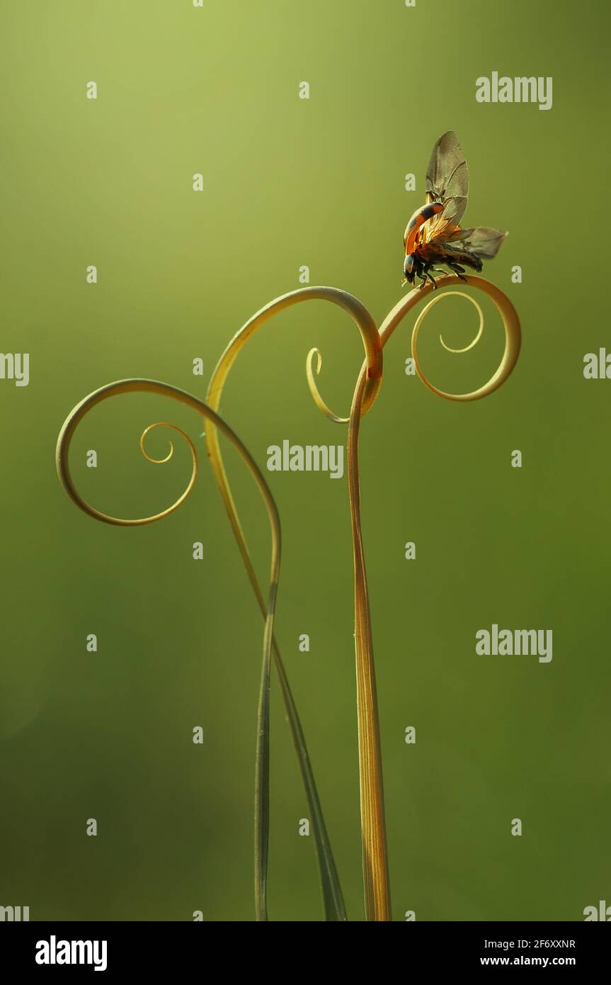 Nahaufnahme eines Marienkäfer auf einer Pflanze, die kurz vor dem Start ist, Indonesien Stockfoto