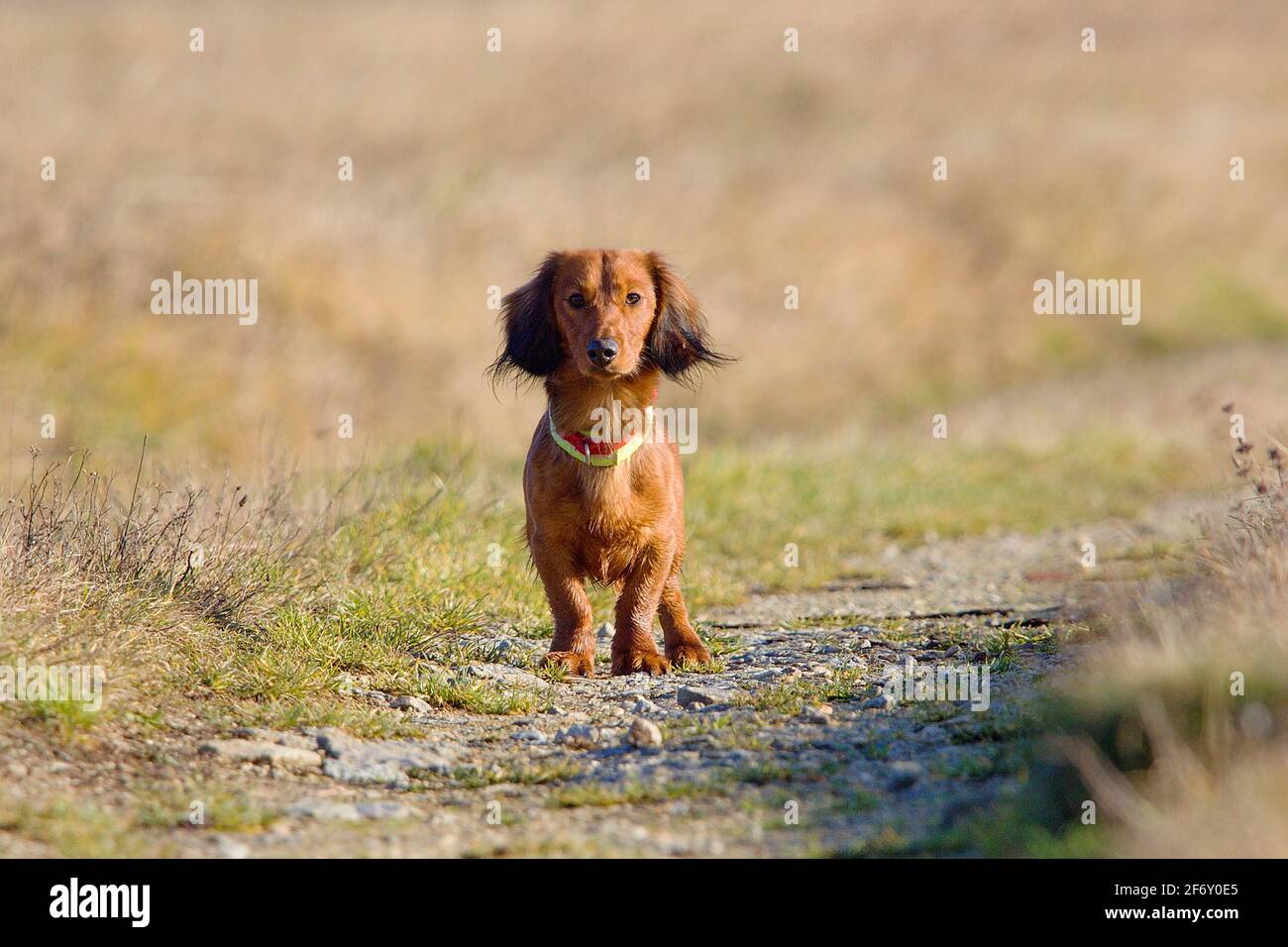 Junger Dackel-Hund im Sommersonnenlicht Stockfoto