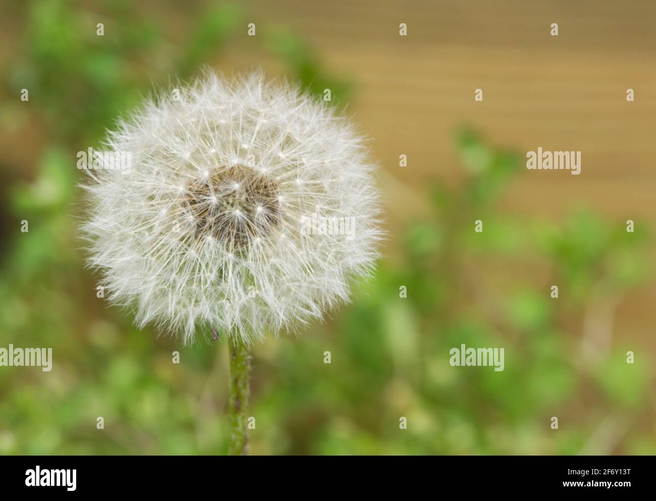 Einzelner Dandelion-Saatkopf in einem heimischen Hinterhof, selektiver Fokus mit Kopierraum. Taraxacum officinale gilt als Unkraut und wird weltweit gefunden. Stockfoto