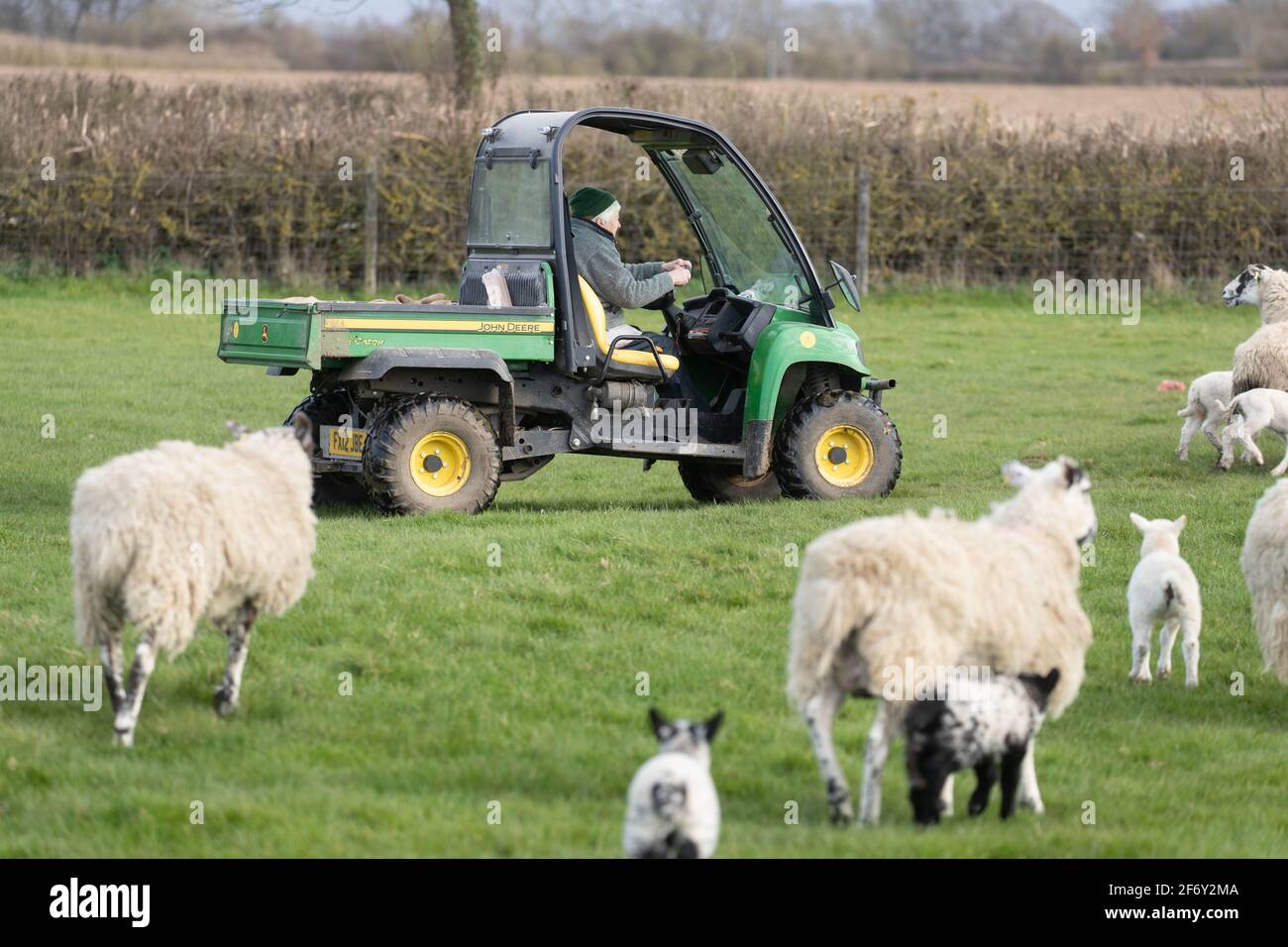 Schäferin, die Schafe auf einem John Deere Gator kontrolliert Stockfoto