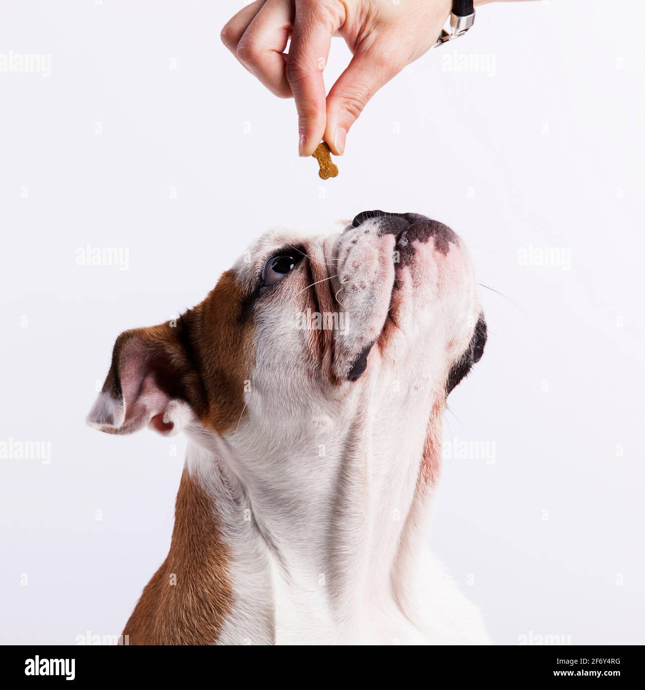 Französische Bulldogge, die Kekse isst Stockfoto