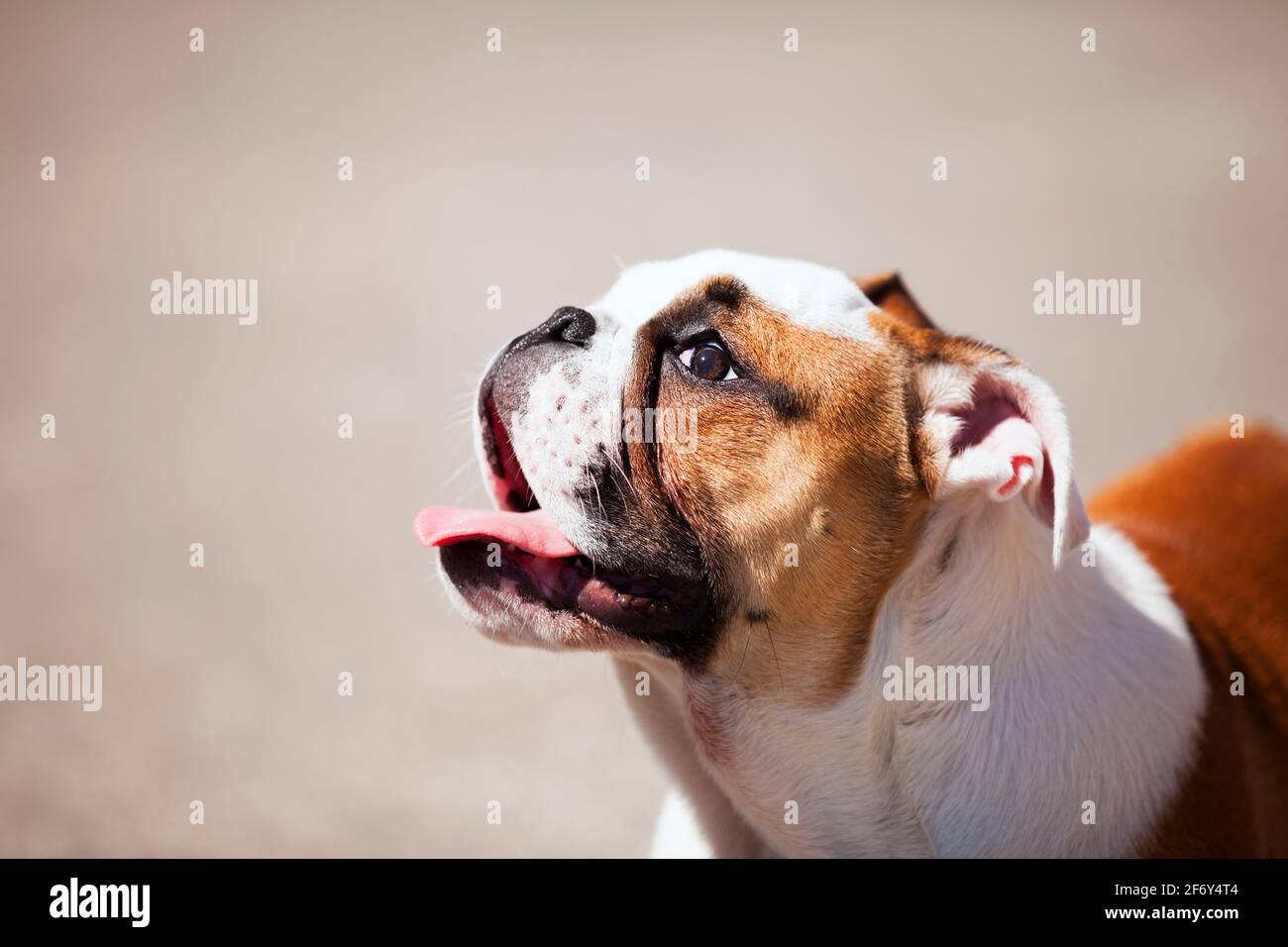 Französische Bulldogge Gesicht Stockfoto