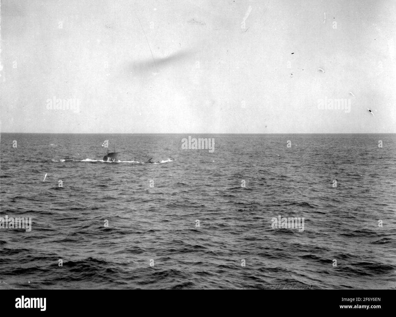 Der Walross (abgebildet - Name).der Walross (abgebildet - Name) Stockfoto