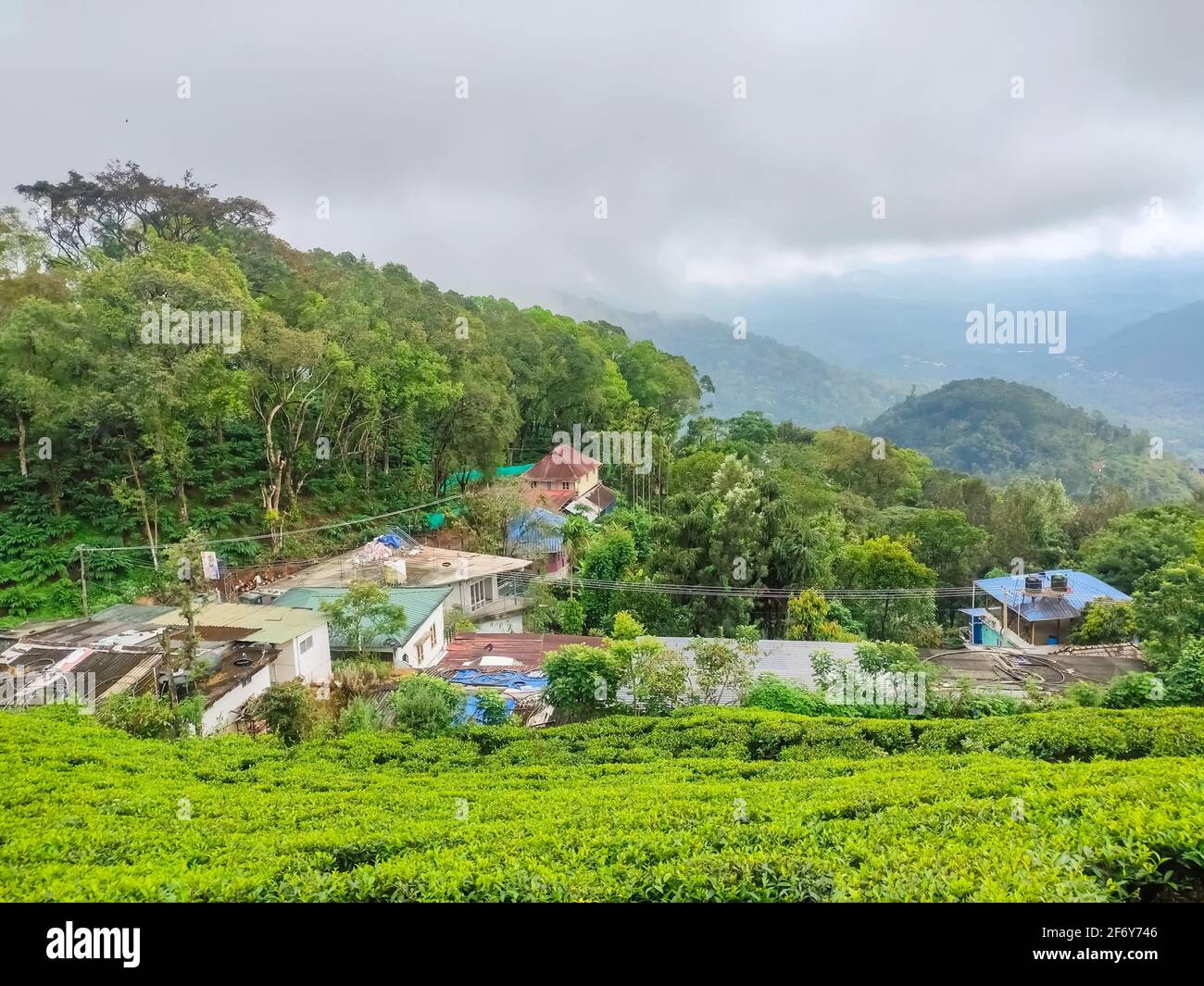 Kodaikalan Teeplantage. Beste Teepflanzen in Kodaikalan, Tamilnadu, Indien. Stockfoto