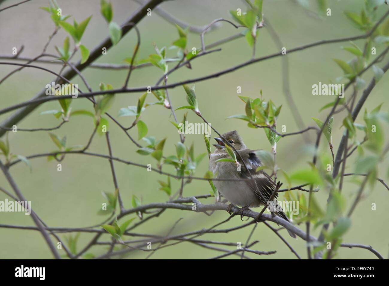 Buchfink (weiblich) sitzt in einem Baum Stockfoto