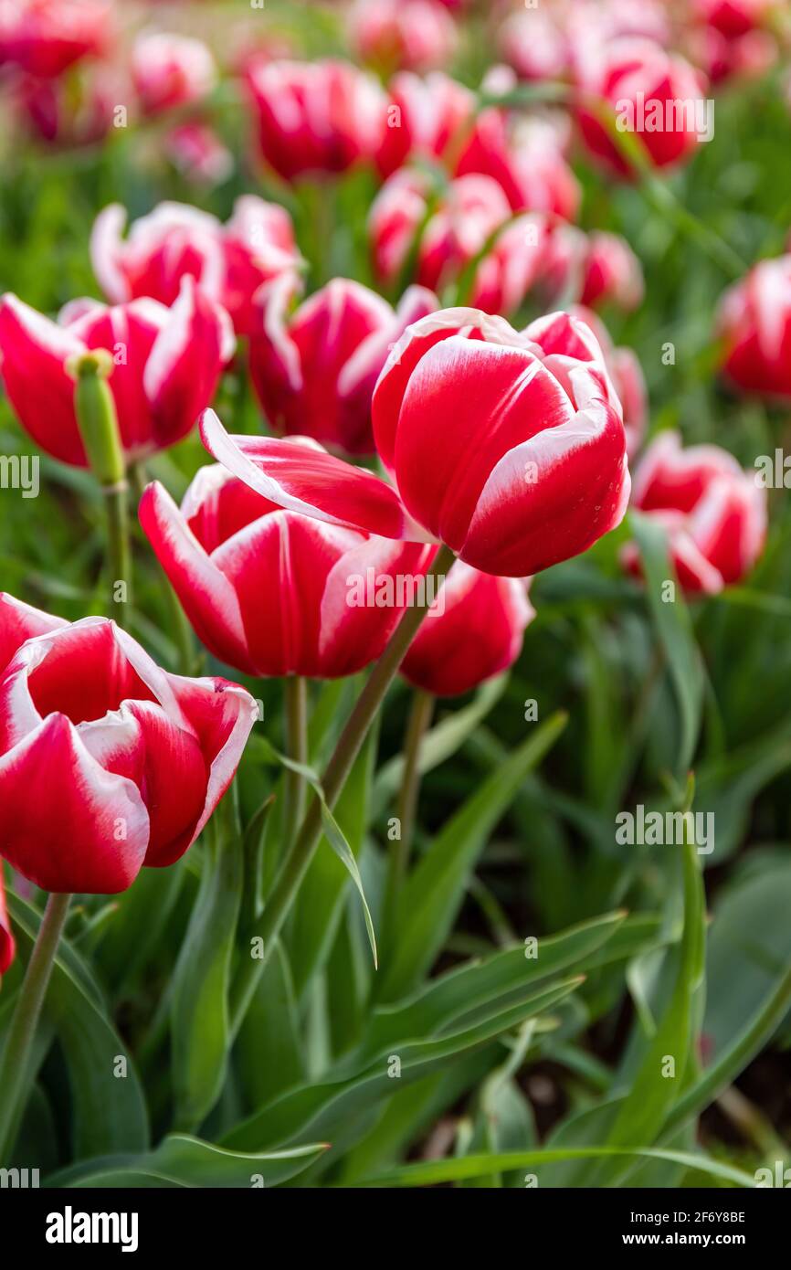 Rote Tulpen mit weißen Streifen und leuchtend grünen Blättern auf einem Feld. Frühjahrskonzept. Stockfoto