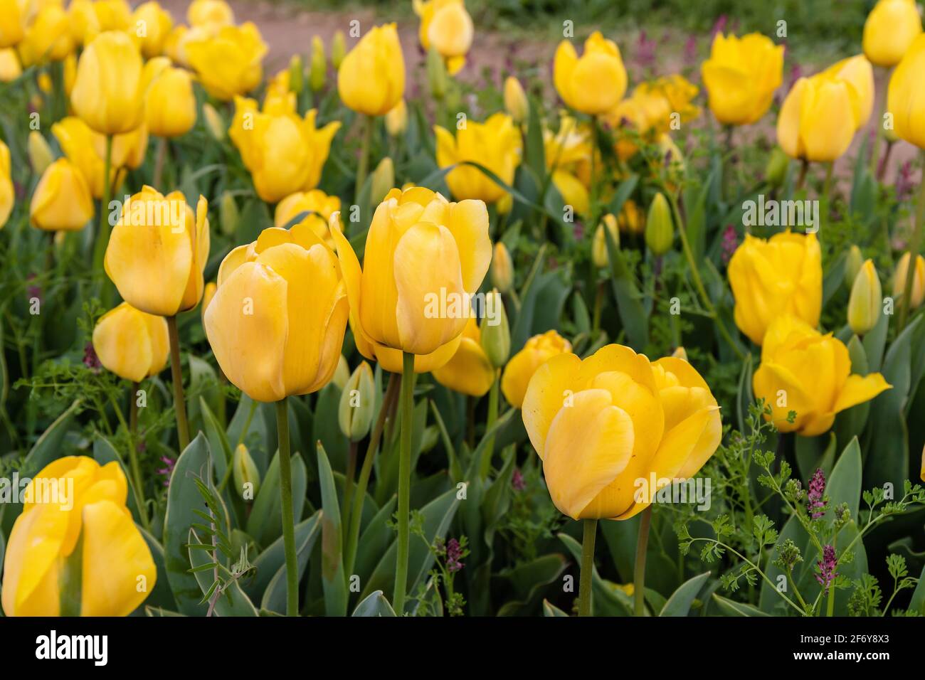 Schönes Frühlingsfeld mit gelbgoldenen Tulpen. Frühjahrskonzept. Stockfoto
