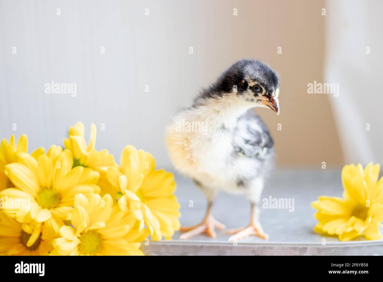 Babyküken oder -Pieps im Studio mit Blumen und Metall Eimer waschen Stockfoto