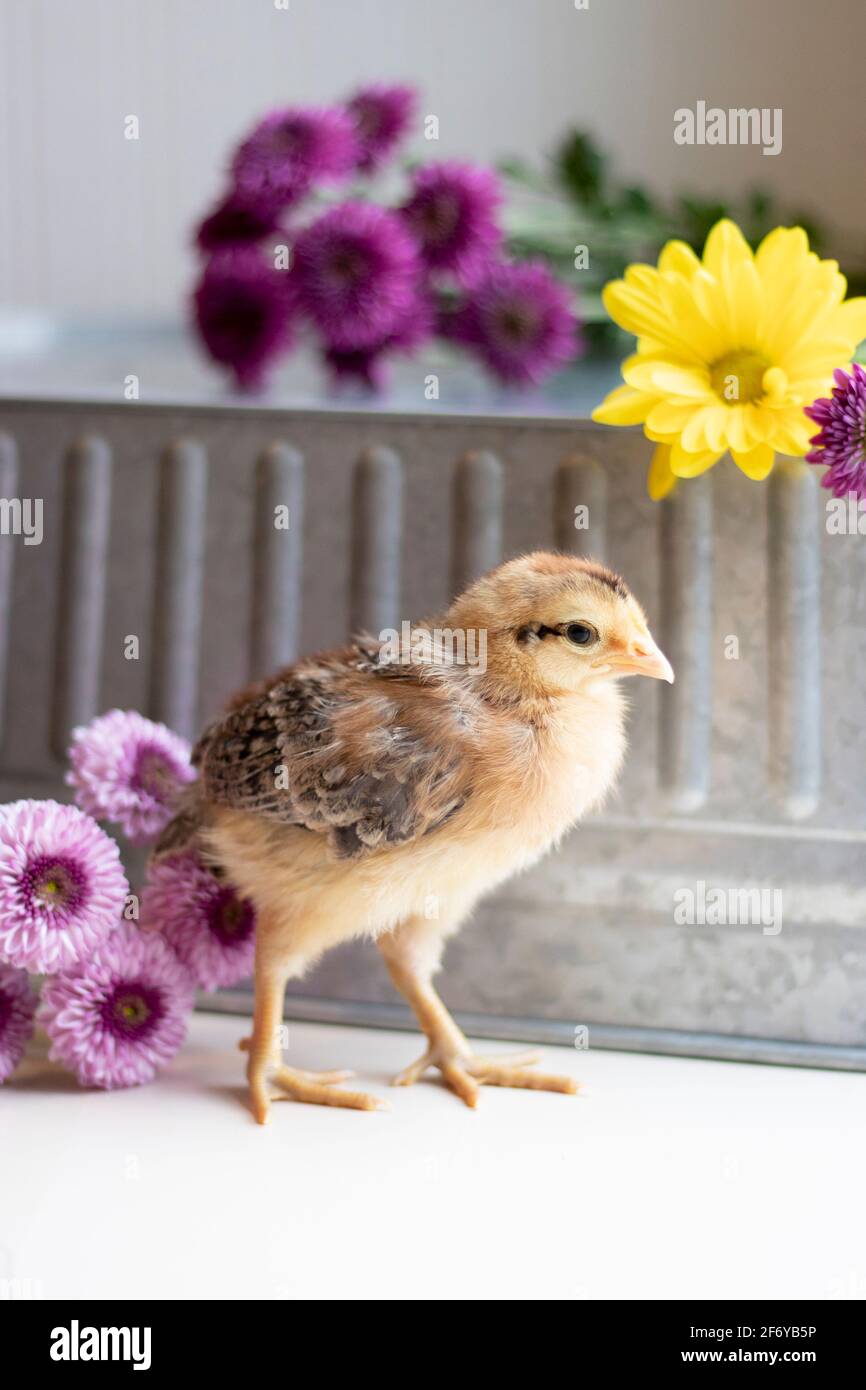 Babyküken oder -Pieps im Studio mit Blumen und Metall Eimer waschen Stockfoto
