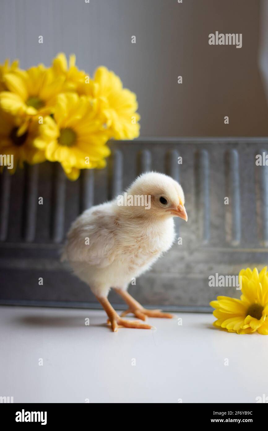Babyküken oder -Pieps im Studio mit Blumen und Metall Eimer waschen Stockfoto