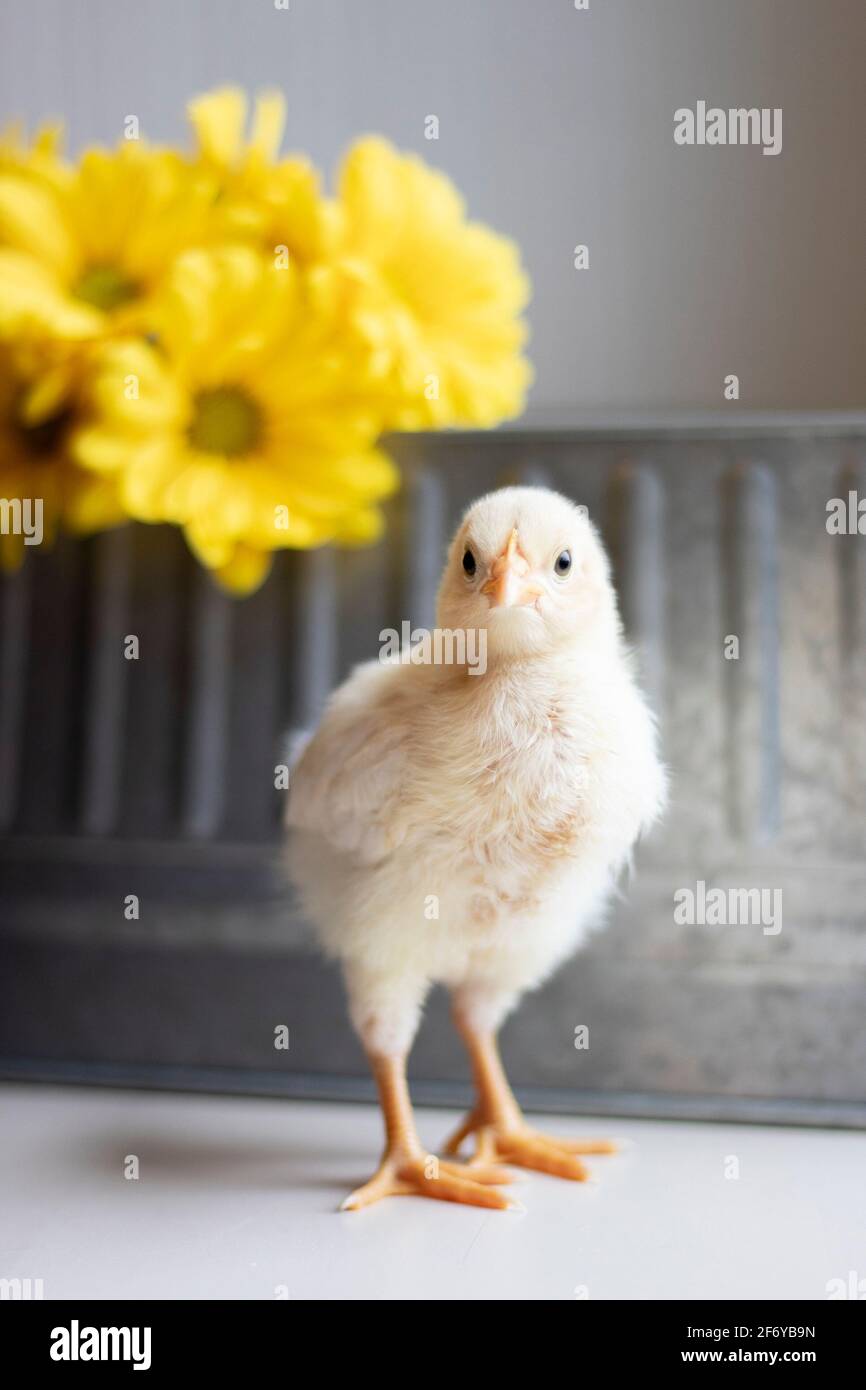 Babyküken oder -Pieps im Studio mit Blumen und Metall Eimer waschen Stockfoto