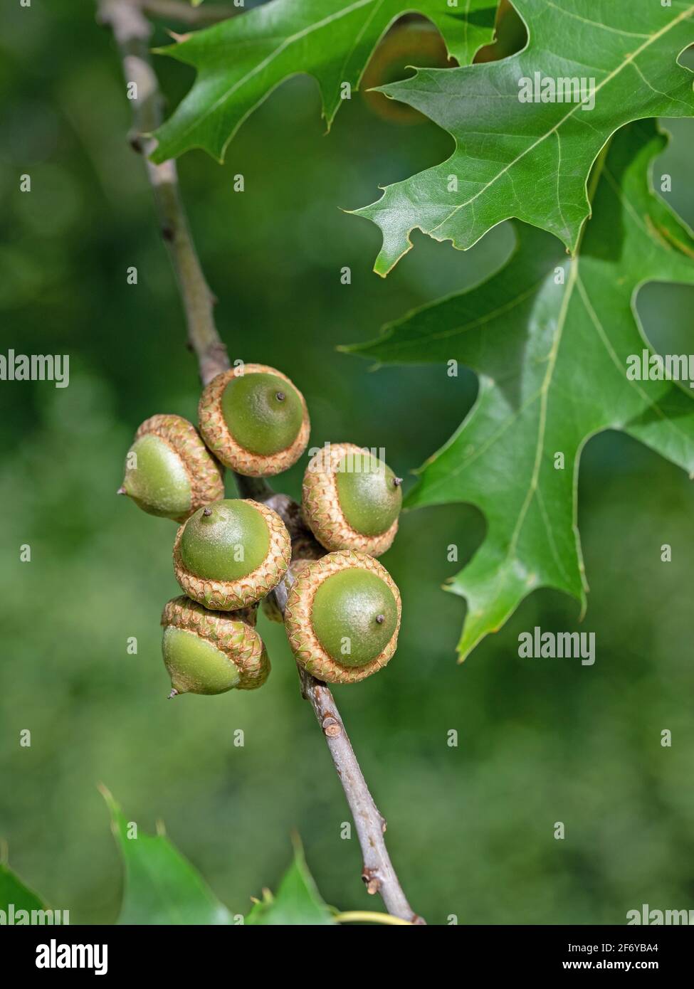 Früchte der Sumpfeiche, Quercus palustris Stockfoto