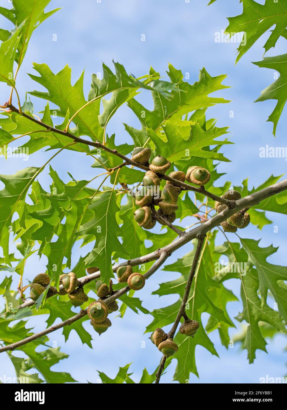 Früchte der Sumpfeiche, Quercus palustris Stockfoto