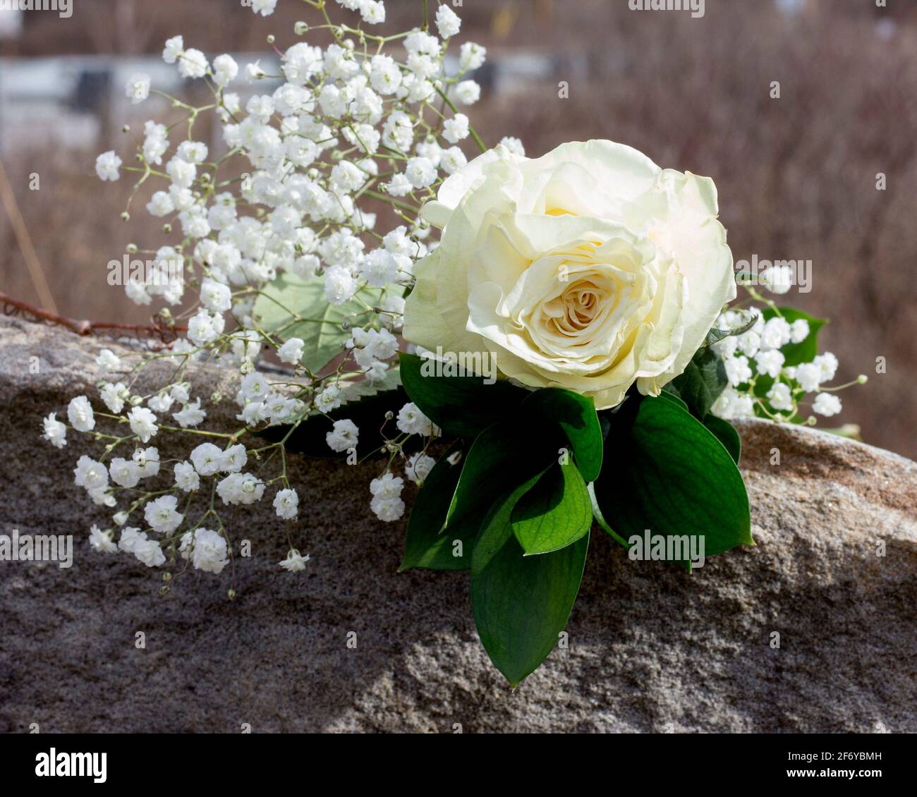 Einzelne langstielige weiße Rose mit Babys Atem auf einem Steinfelsen Stockfoto