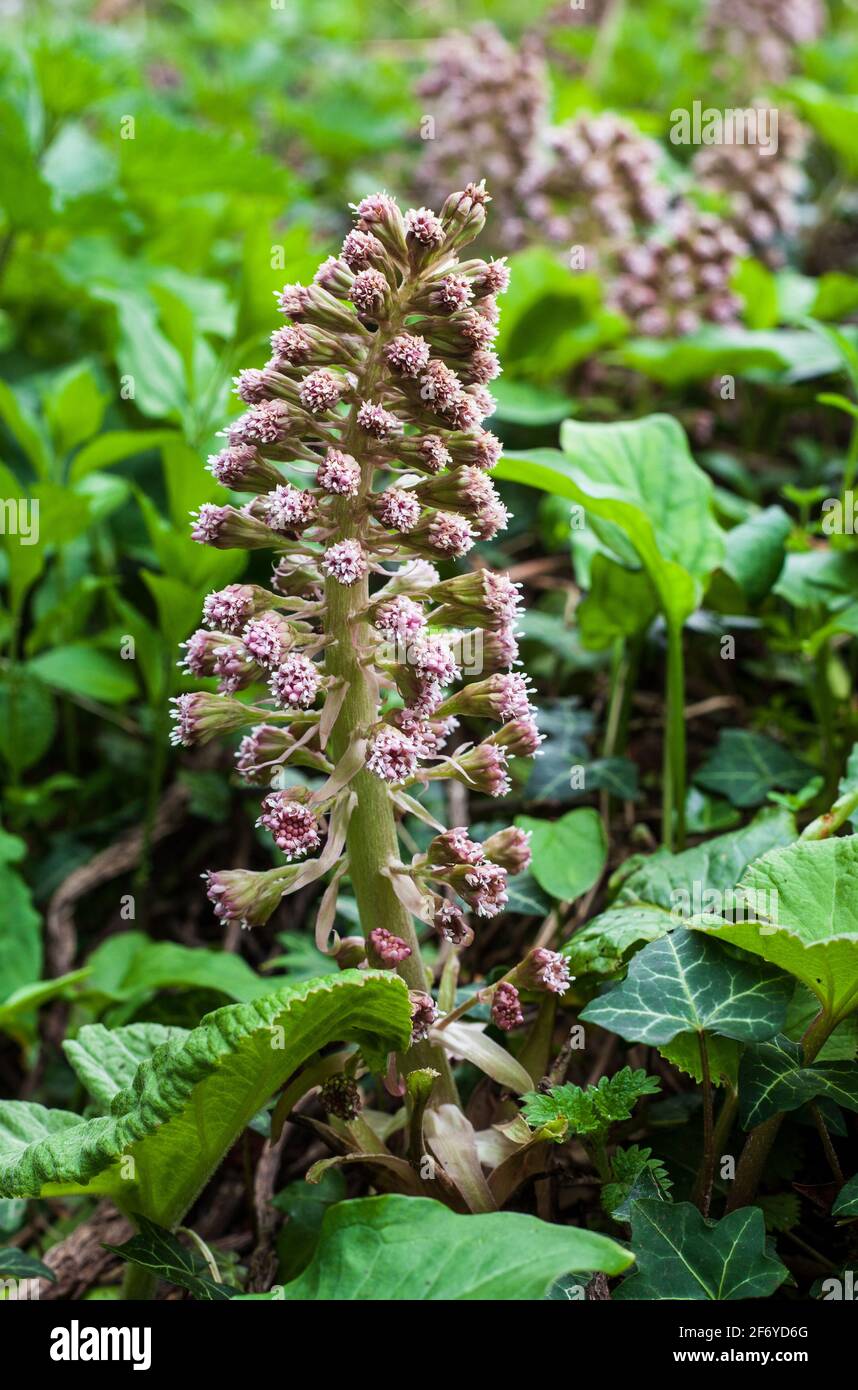 Nahaufnahme der Blumen von Gemeinen Butterbur / Moor Rhabarber (Petasiten-Hybridus) Stockfoto
