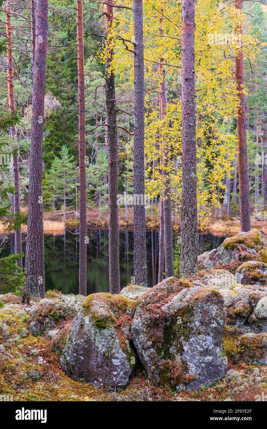 Bäume im Wald, vor dem See, Schweden. Stockfoto