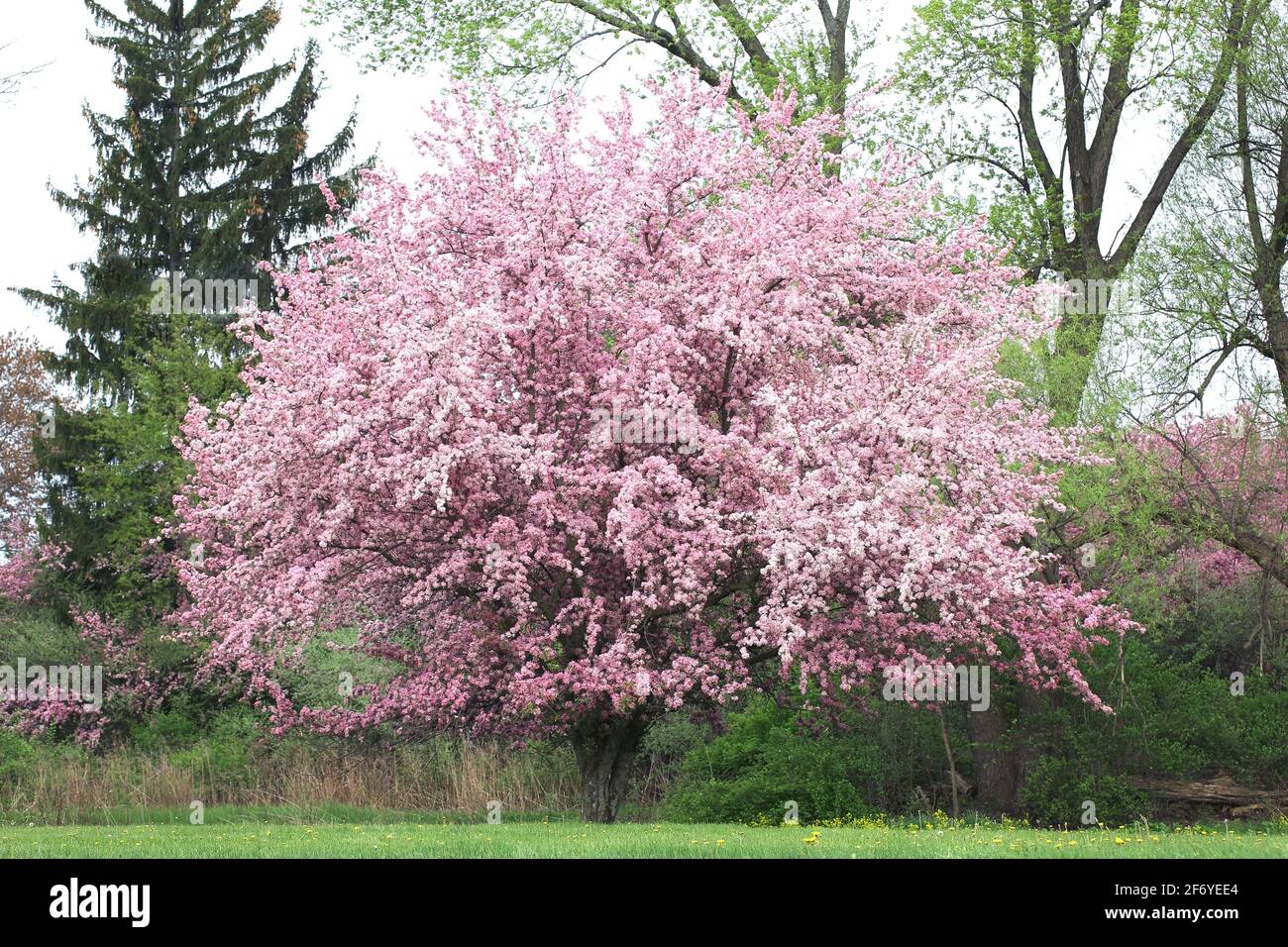 Rosafarbener Blütenbaum in voller Blüte im Frühling mit Öffnen Sie die Blütenblätter Stockfoto