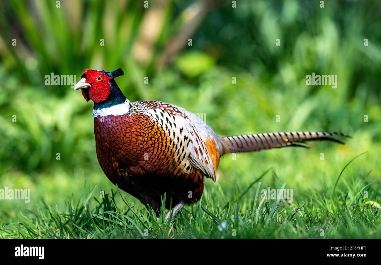 Fasane (Phasianus Colchicus) Stockfoto