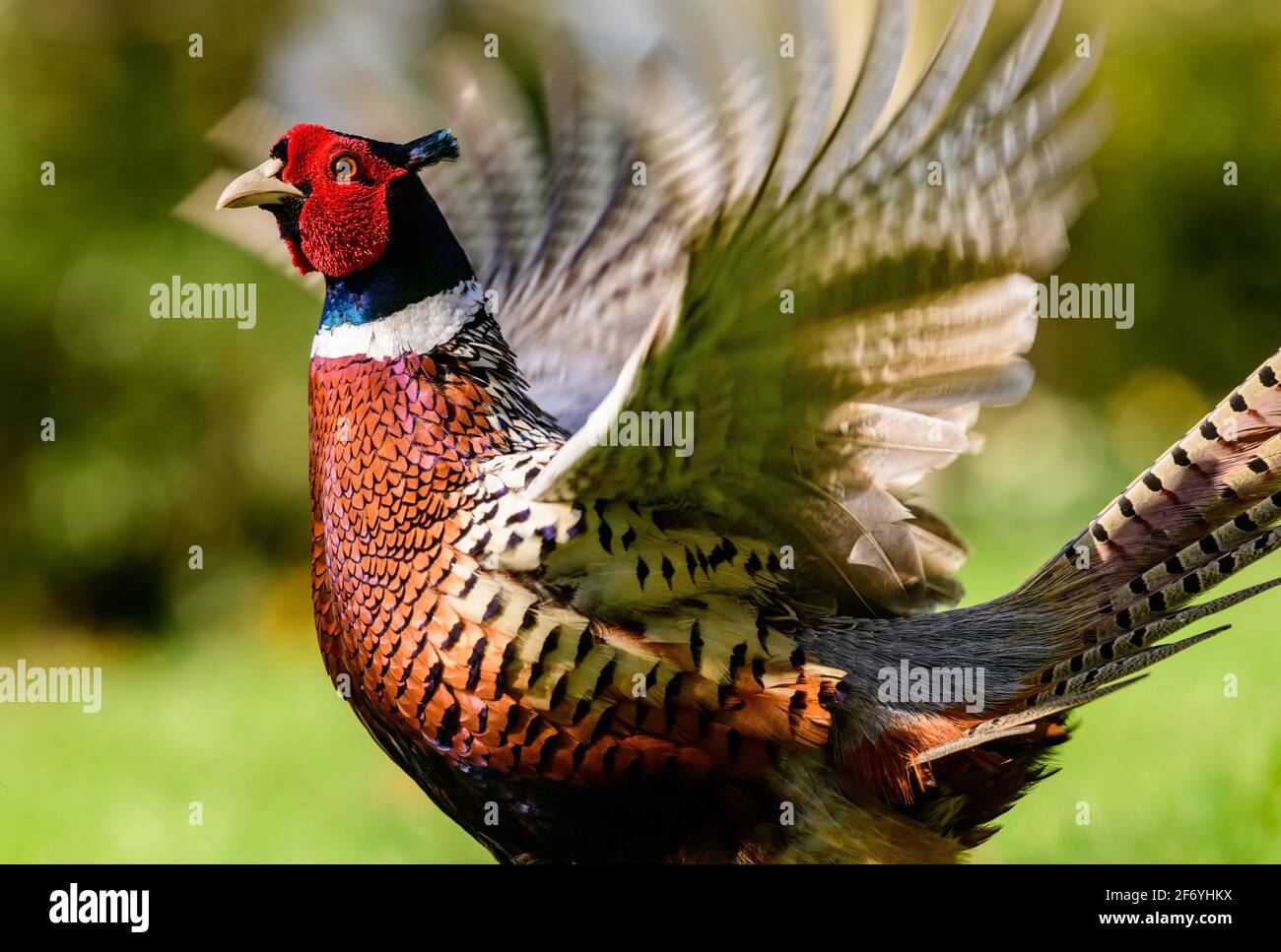 Faasant ruft und flatternden Flügeln Stockfoto