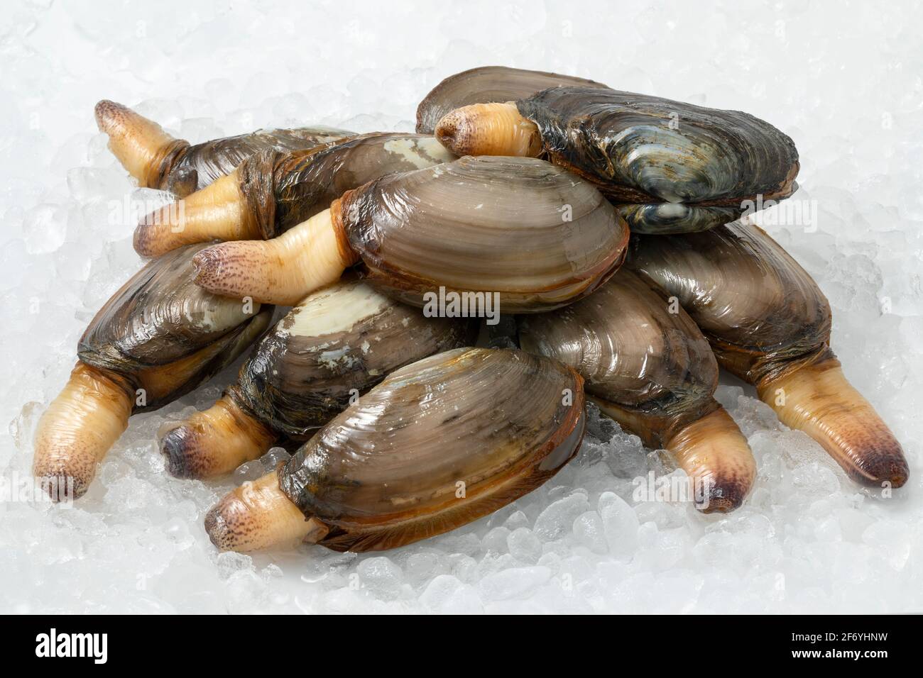 Ein Haufen frischer roher, lebender Muscheln, eine essbare Salzwassermuschel, auf Eis Stockfoto