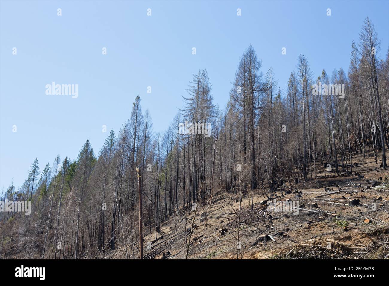 Verbrannte Bäume in einem Wald im Norden Kaliforniens, die nach einem Waldbrand ausgeräumt wurden. Stockfoto