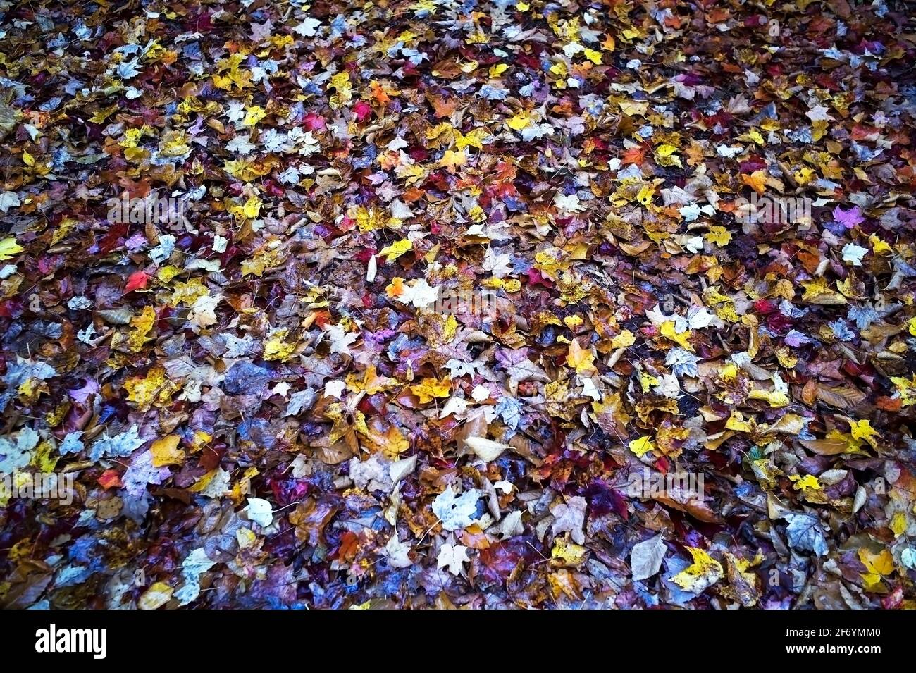 Herbst-Herbst Stockfoto