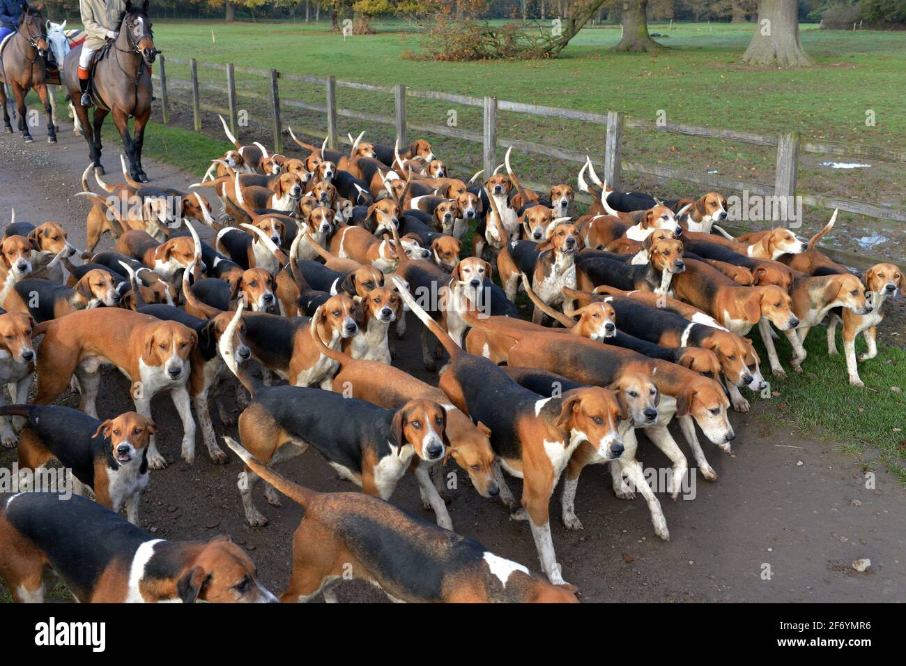 Belvoir Jagdübung 26.11.20 Stockfoto