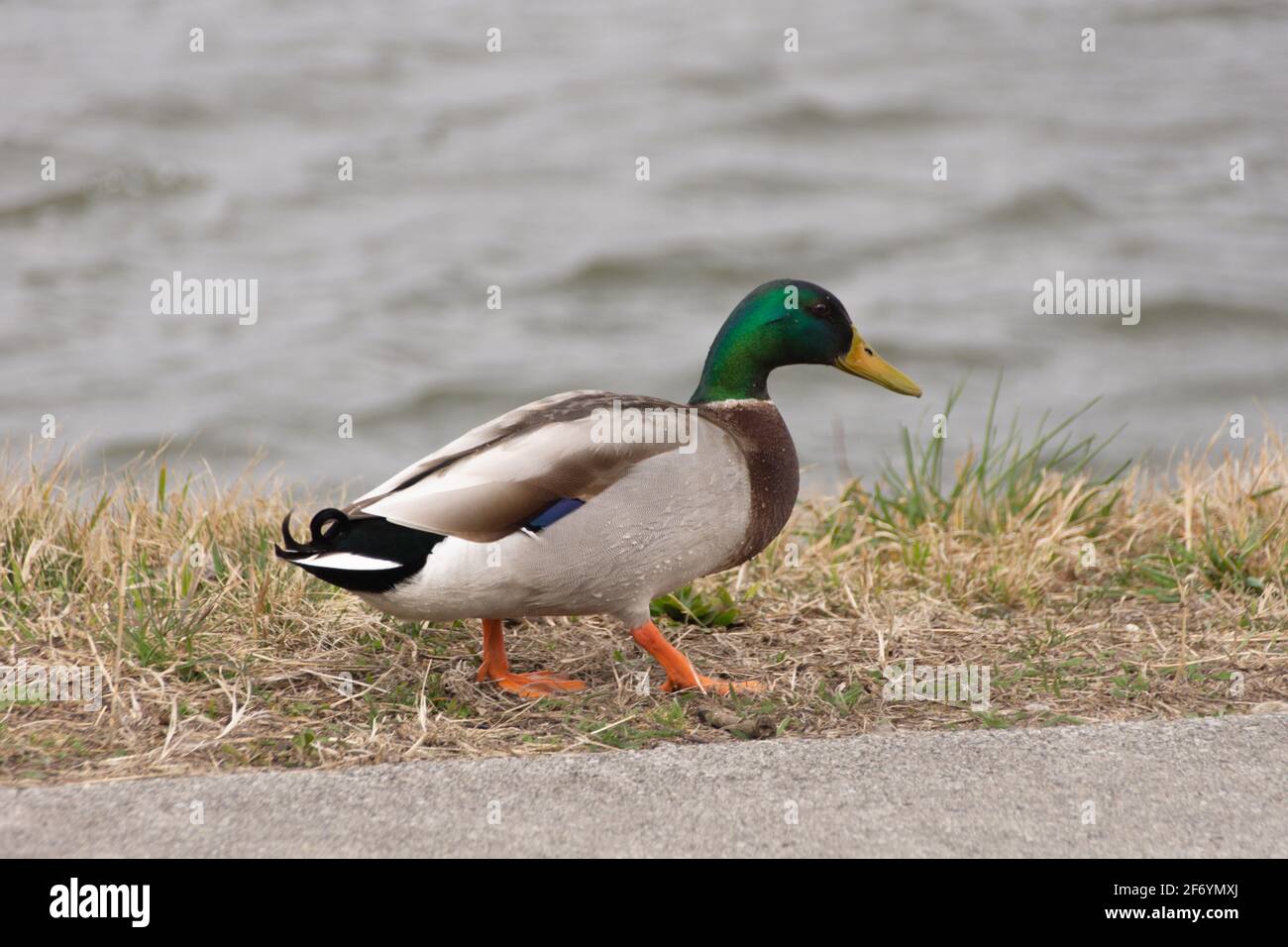 Grün, weiß, schwarze Wildente am Rande der Donau Stockfoto