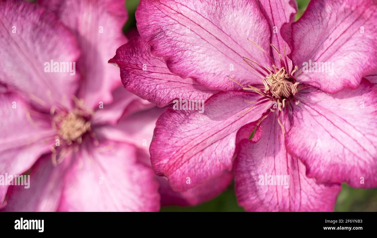 Nahaufnahme von gestapelten rosa Clematis-Blüten bei vollem Sonnenlicht Stockfoto