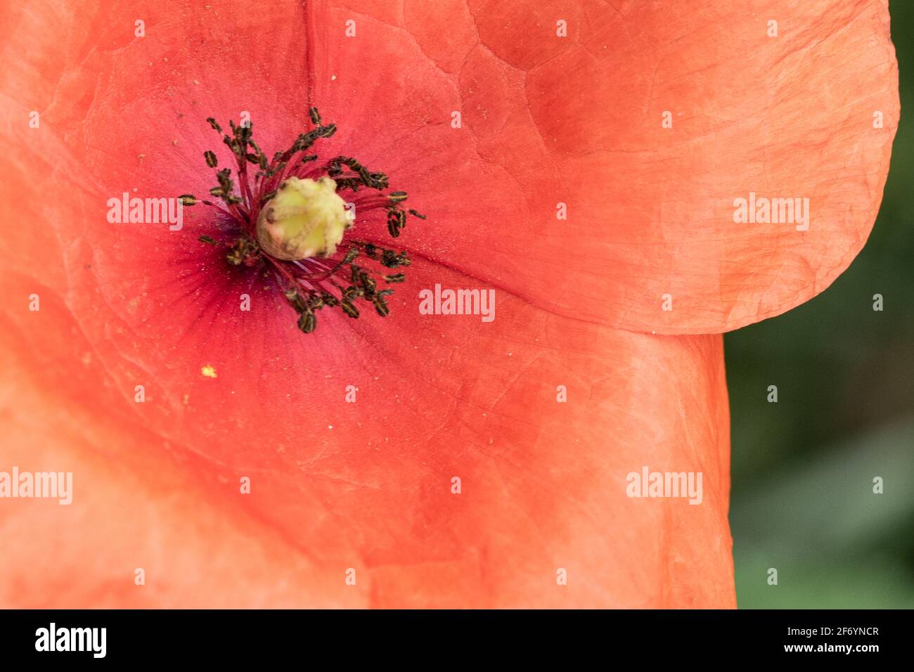 Beschnittene Nahaufnahme einer reifen roten Mohnblüte vor einer Grüner Hintergrund Stockfoto