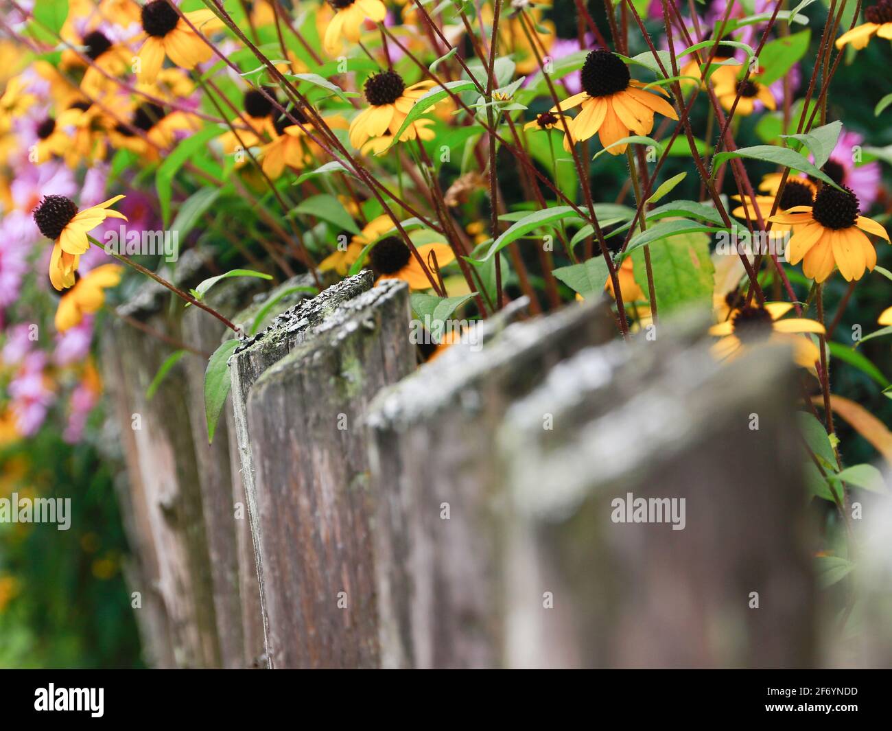Die dunkeläugige susan-Rebe wächst über einem verwitterten Holzzaun Ein traditioneller Bauerngarten Stockfoto