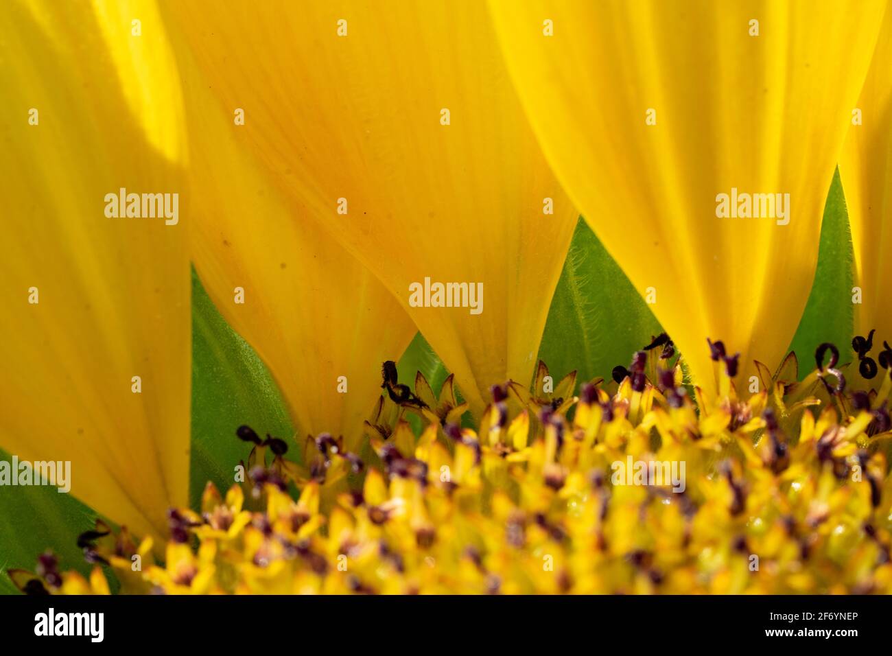Abschnitt des Sonnenblumenkopfes mit einzelnen Blütenblattwurzeln in der Nähe Nach oben Stockfoto