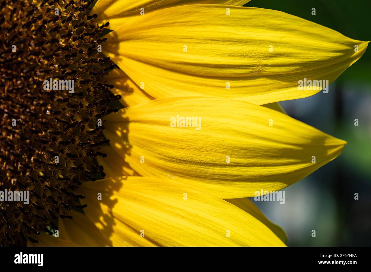 Abschnitt des Sonnenblumenkopfes, in dem Samen und Blütenblätter ausgehen Nach rechts Stockfoto