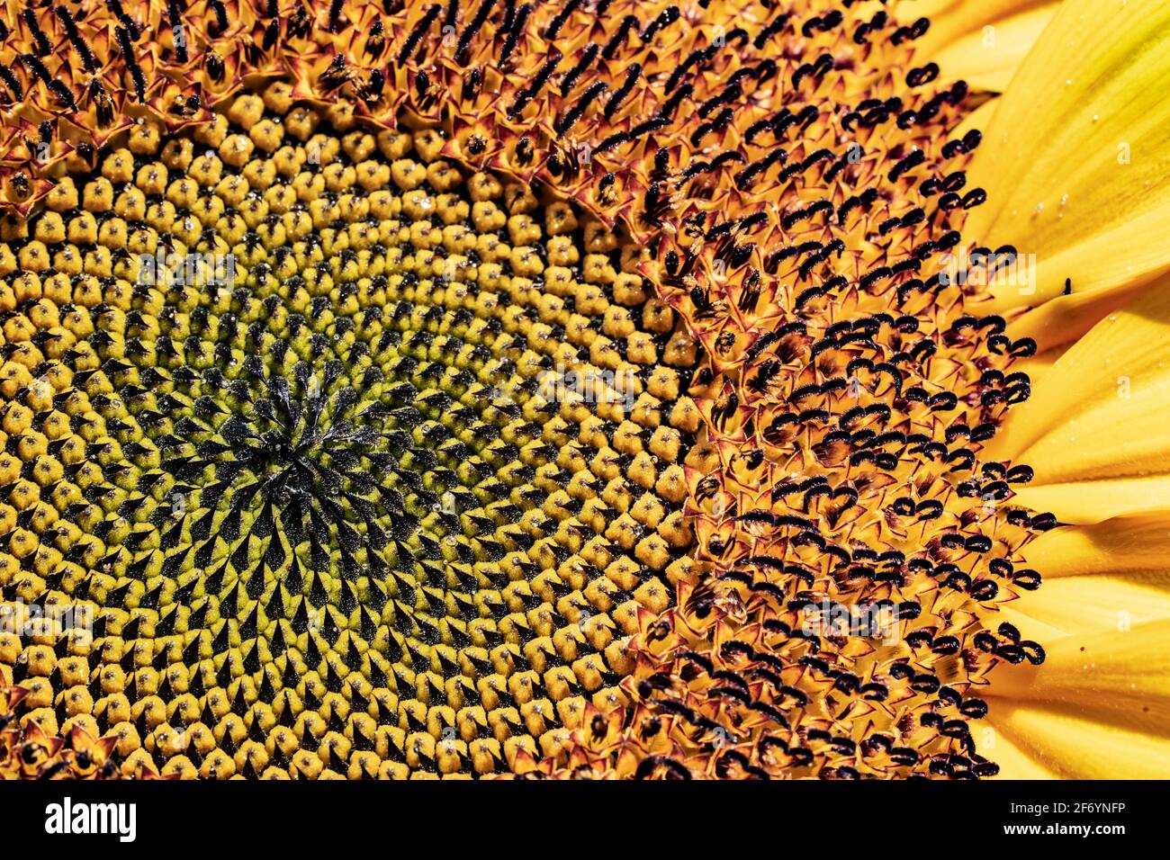 Nahaufnahme des Sonnenblumenkopfes mit dem Samenmuster Stockfoto