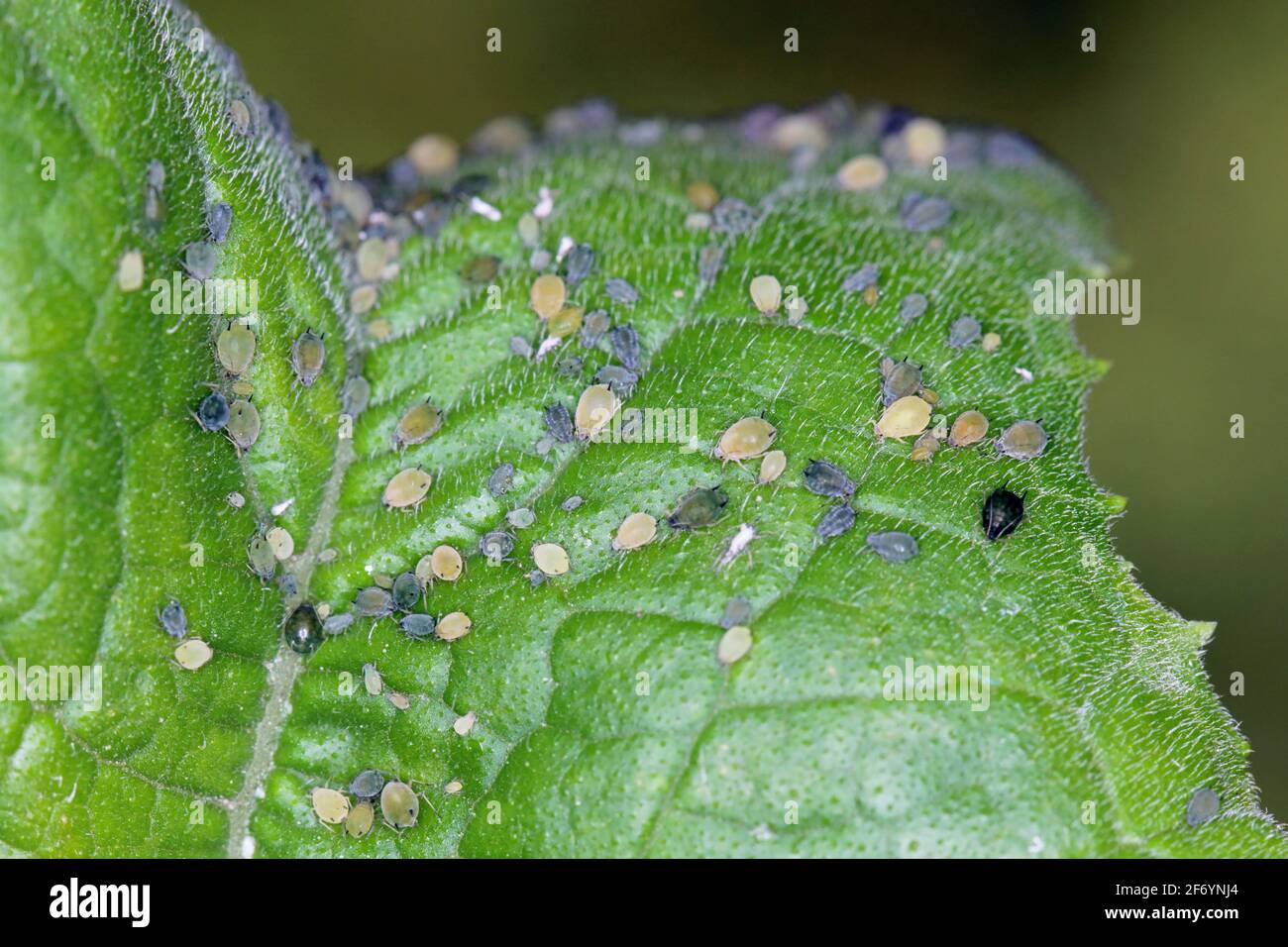 Kolonie der Baumwollaphide (Auch Melonenaphid und Baumwollaphid genannt) - Ahis gossypii auf einem Blatt Stockfoto