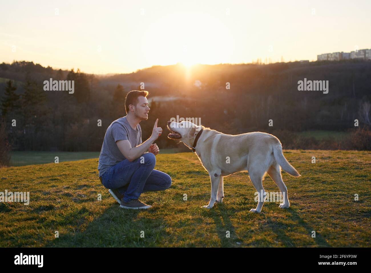 Mann lehrt seinen Hund. Tierbesitzer mit labrador Retriever auf der Wiese bei Sonnenuntergang. Stockfoto