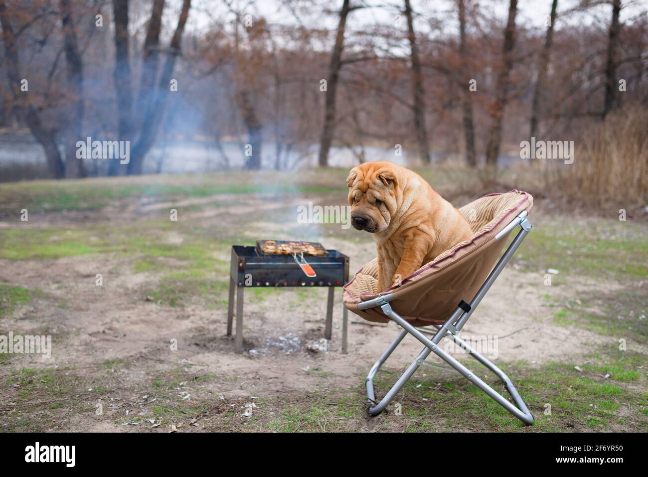 Der Hund sharpey sitzt auf einem Stuhl in der Natur, neben dem Grill, Blick  auf die Kamera. Porträt von Hunden Nahaufnahme, rot glücklichen Hund mit  Besitzern Stockfotografie - Alamy