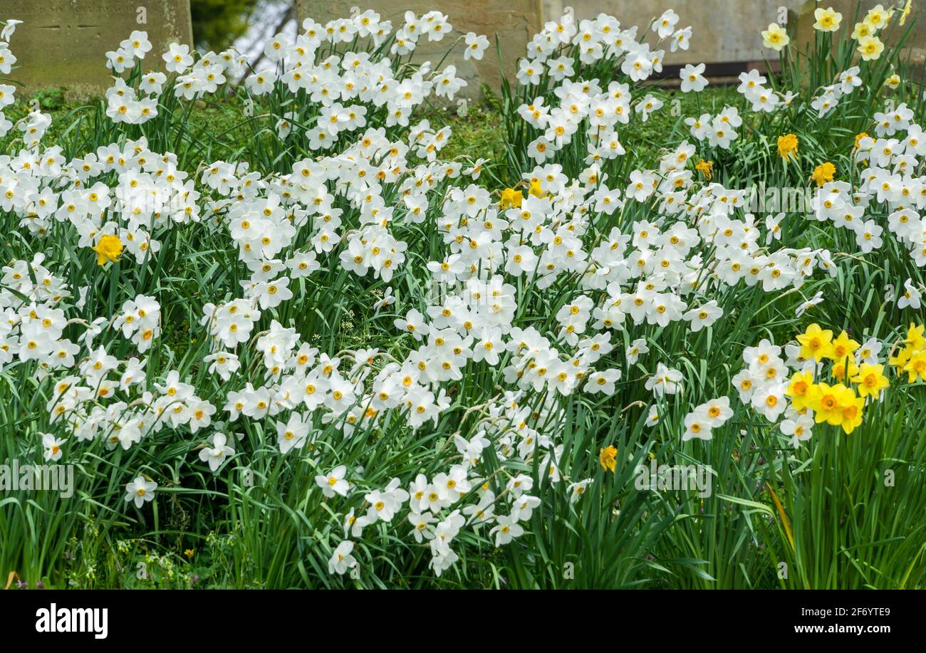 Gelb Mit Weissen Fransen Stockfotos Und Bilder Kaufen Alamy