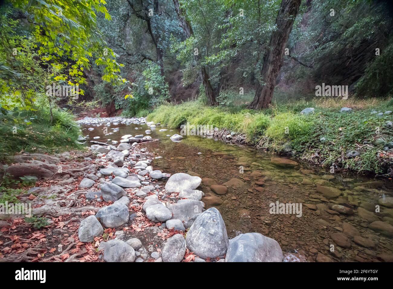 Forest Creek. Kleiner Fluss, der durch Wälder im Paphos-Wald, Zypern, fließt Stockfoto