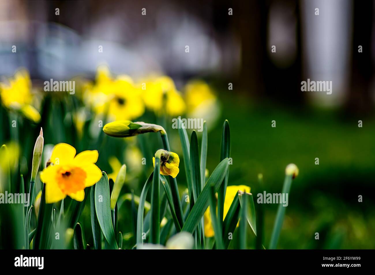 Blumen : Narzissen aus der Stadt Stockfoto