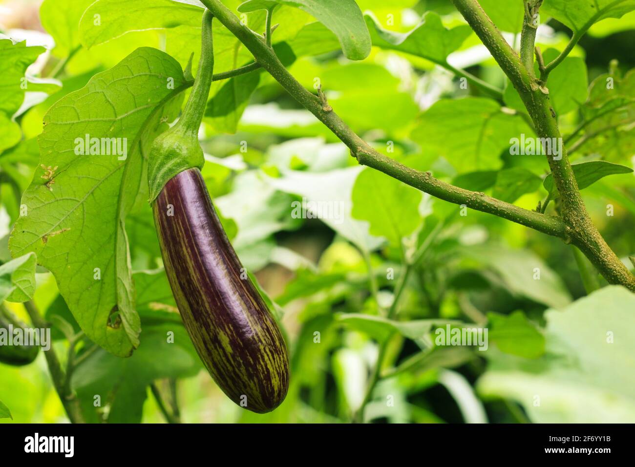 Lila Aubergine im Garten mit Sonnenlicht. Stockfoto